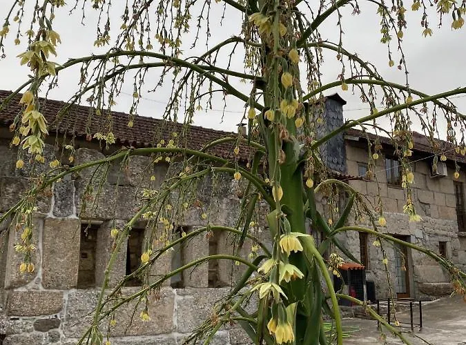 Havan House Amarante